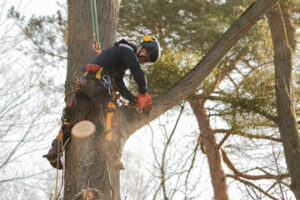 tree services